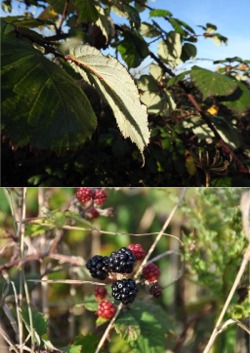 Brambles, Rubus fruticosus